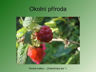 Okolní příroda Divoké maliny – „Drahotínský les“ 1 