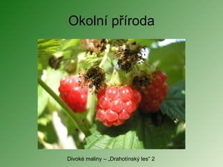 Okolní příroda Divoké maliny – „Drahotínský les“ 2 
