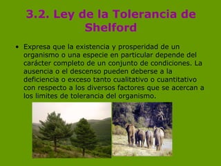 3.2. Ley de la Tolerancia de Shelford <ul><li>Expresa que la existencia y prosperidad de un organismo o una especie en par...