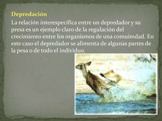 Ecología - Población.