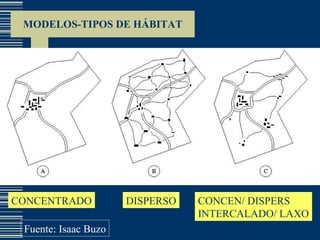 MODELOS-TIPOS DE HÁBITAT CONCENTRADO DISPERSO CONCEN/ DISPERS INTERCALADO/ LAXO Fuente: Isaac Buzo 