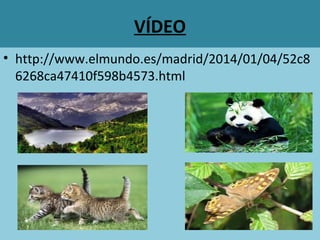 VÍDEO
• http://www.elmundo.es/madrid/2014/01/04/52c8
6268ca47410f598b4573.html
 
