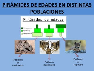 PIRÁMIDES DE EDADES EN DISTINTAS
POBLACIONES
Población
en
crecimiento
Población
estabilizada
Población
en
regresión
 