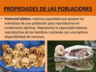 PROPIEDADES DE LAS POBLACIONES
• Potencial biótico: máxima capacidad que poseen los
individuos de una población para reproducirse en
condiciones óptimas. Representa la capacidad máxima
reproductiva de las hembras contando con una óptima
disponibilidad de recursos.
 