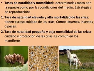 • Tasas de natalidad y mortalidad:  determinadas tanto por 
la especie como por las condiciones del medio. Estrategias 
de reproducción:
1. Tasa de natalidad elevada y alta mortalidad de las crías:
tienen escaso cuidado de las crías. Como: líquenes, insectos 
o peces.
2. Tasa de natalidad pequeña y baja mortalidad de las crías:
cuidado y protección de las crías. Es común en los 
mamíferos.
 