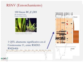 Poblaciones geneticas especializadas para mejorar el potencial de rendimiento del arroz