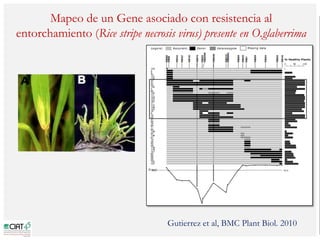 Poblaciones geneticas especializadas para mejorar el potencial de rendimiento del arroz