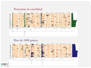 Poblaciones geneticas especializadas para mejorar el potencial de rendimiento del arroz