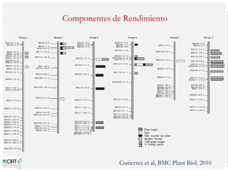 Poblaciones geneticas especializadas para mejorar el potencial de rendimiento del arroz