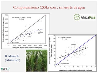 Poblaciones geneticas especializadas para mejorar el potencial de rendimiento del arroz