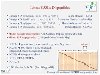 Poblaciones geneticas especializadas para mejorar el potencial de rendimiento del arroz