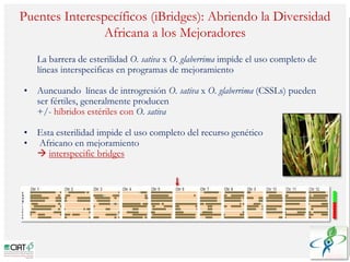Poblaciones geneticas especializadas para mejorar el potencial de rendimiento del arroz