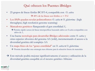 Poblaciones geneticas especializadas para mejorar el potencial de rendimiento del arroz