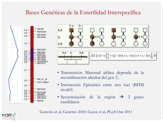 Poblaciones geneticas especializadas para mejorar el potencial de rendimiento del arroz