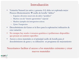 Poblaciones geneticas especializadas para mejorar el potencial de rendimiento del arroz