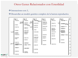 Poblaciones geneticas especializadas para mejorar el potencial de rendimiento del arroz