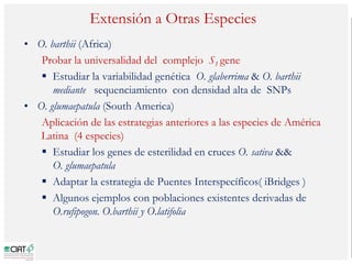 Poblaciones geneticas especializadas para mejorar el potencial de rendimiento del arroz