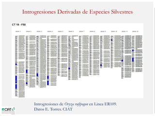 Poblaciones geneticas especializadas para mejorar el potencial de rendimiento del arroz