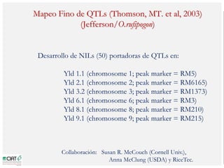 Poblaciones geneticas especializadas para mejorar el potencial de rendimiento del arroz