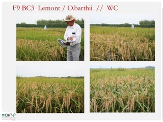 Poblaciones geneticas especializadas para mejorar el potencial de rendimiento del arroz