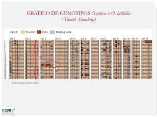 Poblaciones geneticas especializadas para mejorar el potencial de rendimiento del arroz