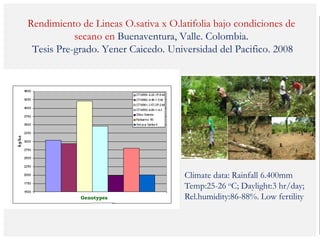 Poblaciones geneticas especializadas para mejorar el potencial de rendimiento del arroz