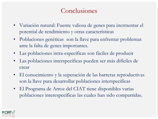Poblaciones geneticas especializadas para mejorar el potencial de rendimiento del arroz