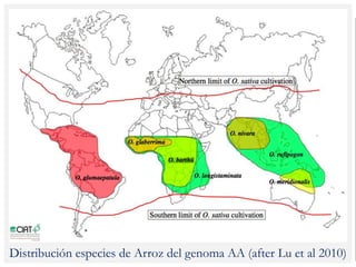 Poblaciones geneticas especializadas para mejorar el potencial de rendimiento del arroz