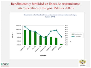 Poblaciones geneticas especializadas para mejorar el potencial de rendimiento del arroz