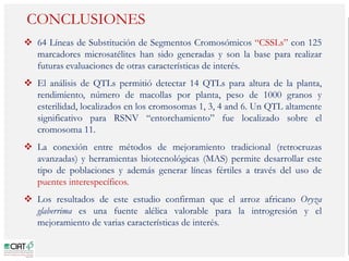 Poblaciones geneticas especializadas para mejorar el potencial de rendimiento del arroz