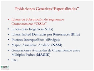 Poblaciones geneticas especializadas para mejorar el potencial de rendimiento del arroz