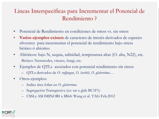 Poblaciones geneticas especializadas para mejorar el potencial de rendimiento del arroz