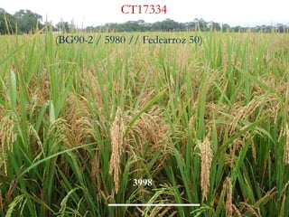 Poblaciones geneticas especializadas para mejorar el potencial de rendimiento del arroz