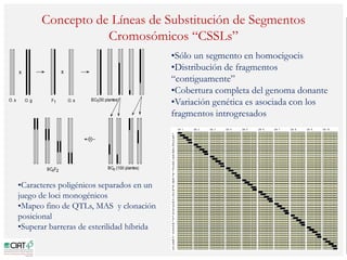 Poblaciones geneticas especializadas para mejorar el potencial de rendimiento del arroz