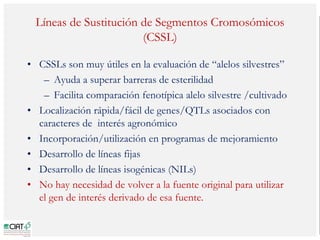 Poblaciones geneticas especializadas para mejorar el potencial de rendimiento del arroz