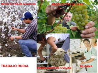 RECOLECTOR DE ALGODON RECOLECTOR DE UVAS MUCAMA ESQUILADOR DE OVEJAS TRABAJO RURAL