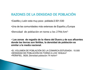 RAZONES DE LA DENSIDAD DE POBLACIÓN
•Castilla y León esta muy poco poblada:2.501.530
•Una de las comunidades más extensas de España y Europa
•Densidad de población en torno a los 27hb/km2.
• Las zonas de regadío de la ribera del Duero y de sus afluentes
donde las tierras son fértiles, la densidad de población es
similar a la media nacional.
•EL VOLUMEN DE POBLACIÓN DE LA COMARCA ESTUDIADA : 10.500
•DENSIDAD DE POBLACIÓN EN TORNO A LOS 15Hb/km2
•PEÑAFIEL. 5628..Densidad población 74 hb/km2
 