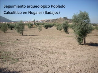 Seguimiento arqueológico Poblado
Calcolítico en Nogales (Badajoz)
 