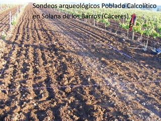 Sondeos arqueológicos Poblado Calcolítico
en Solana de los Barros (Cáceres)
 