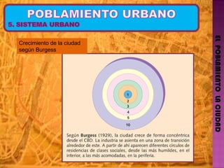 EL  POBLAMIENTO  LA CIUDAD Crecimiento de la ciudad según Burgess 