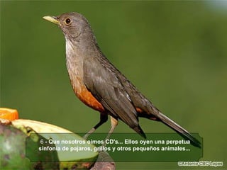 6  - Que nosotros oimos CD's... Ellos oyen una perpetua sinfonía de pajaros, grillos y otros pequeños animales...   