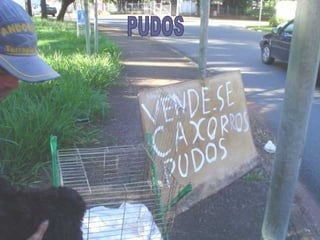PUDOS 
