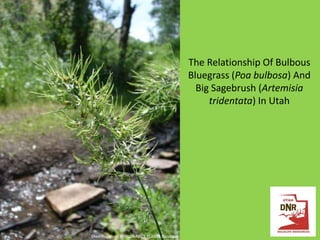 The Relationship Of Bulbous
Bluegrass (Poa bulbosa) And
Big Sagebrush (Artemisia
tridentata) In Utah

Sheri Hagwood @ USDA-NRCS PLANTS Database

 