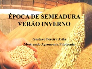 ÉPOCA DE SEMEADURA VERÃO INVERNO Gustavo Pereira Avila Mestrando Agronomia/Fitotecnia 