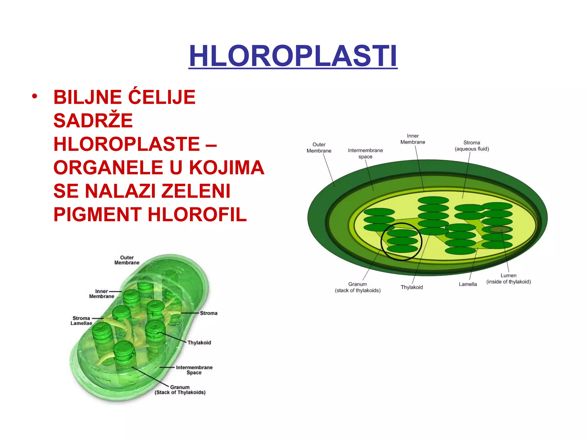 Biljna i životinjska ćelija | PPT