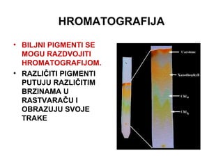HROMATOGRAFIJA
• BILJNI PIGMENTI SE
MOGU RAZDVOJITI
HROMATOGRAFIJOM.
• RAZLIČITI PIGMENTI
PUTUJU RAZLIČITIM
BRZINAMA U
RASTVARAČU I
OBRAZUJU SVOJE
TRAKE
 