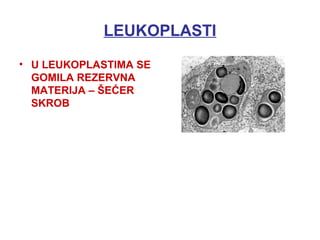 LEUKOPLASTI
• U LEUKOPLASTIMA SE
GOMILA REZERVNA
MATERIJA – ŠEĆER
SKROB
 