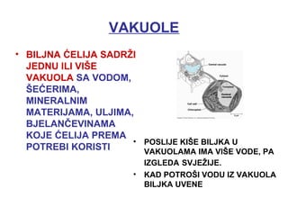 VAKUOLE
• BILJNA ĆELIJA SADRŽI
JEDNU ILI VIŠE
VAKUOLA SA VODOM,
ŠEĆERIMA,
MINERALNIM
MATERIJAMA, ULJIMA,
BJELANČEVINAMA
KOJE ĆELIJA PREMA
POTREBI KORISTI
• POSLIJE KIŠE BILJKA U
VAKUOLAMA IMA VIŠE VODE, PA
IZGLEDA SVJEŽIJE.
• KAD POTROŠI VODU IZ VAKUOLA
BILJKA UVENE
 