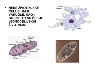 • NEKE ŽIVOTINJSKE
ĆELIJE IMAJU
VAKUOLE, KAO I
BILJNE. TO SU ĆELIJE
JEDNOĆELIJSKIH
ŽIVOTINJA.
 