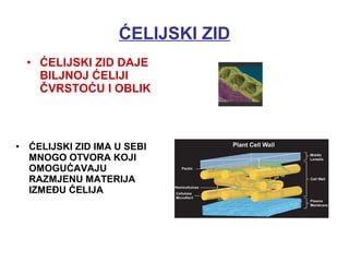 ĆELIJSKI ZID
• ĆELIJSKI ZID IMA U SEBI
MNOGO OTVORA KOJI
OMOGUĆAVAJU
RAZMJENU MATERIJA
IZMEĐU ĆELIJA
• ĆELIJSKI ZID DAJE
BILJNOJ ĆELIJI
ČVRSTOĆU I OBLIK
 